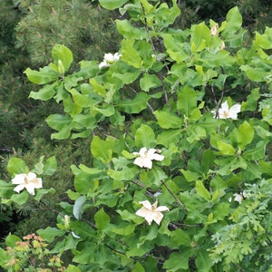 Bigleaf Magnolia Magnolia macrophylla 10 Seeds USA Company image 5