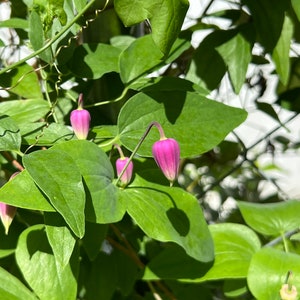 Flor de cuero rosa Clematis glaucophylla 50 semillas USA Company imagen 3