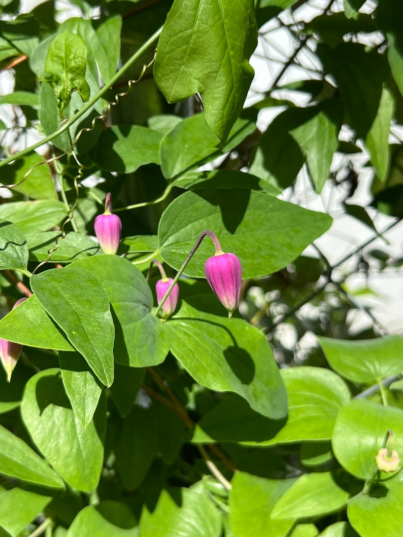 Flor de cuero rosa Clematis glaucophylla 50 semillas USA Company imagen 3