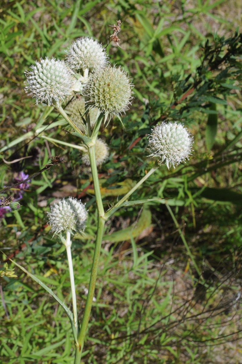 Rattlesnake Master Eryngium Yuccifolium 10 Seeds free US Etsy