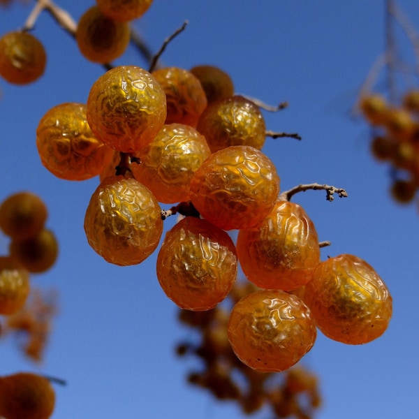 Florida Soapberry  Sapindus marginatus  10 Seeds  USA Company