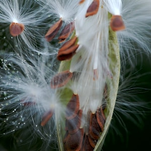 Tropical Milkweed Asclepias curassavica 100 Seeds USA Company image 5