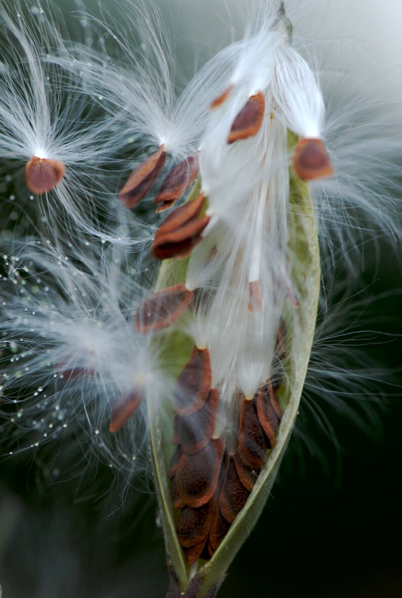 Tropical Milkweed Asclepias curassavica 100 Seeds USA Company image 5