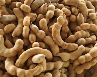 Tamarind   Tamarindus indica   20 Seeds  USA Company