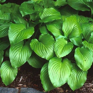 Blue Plantain Lily Hosta ventricosta 50 Seeds USA Company image 1