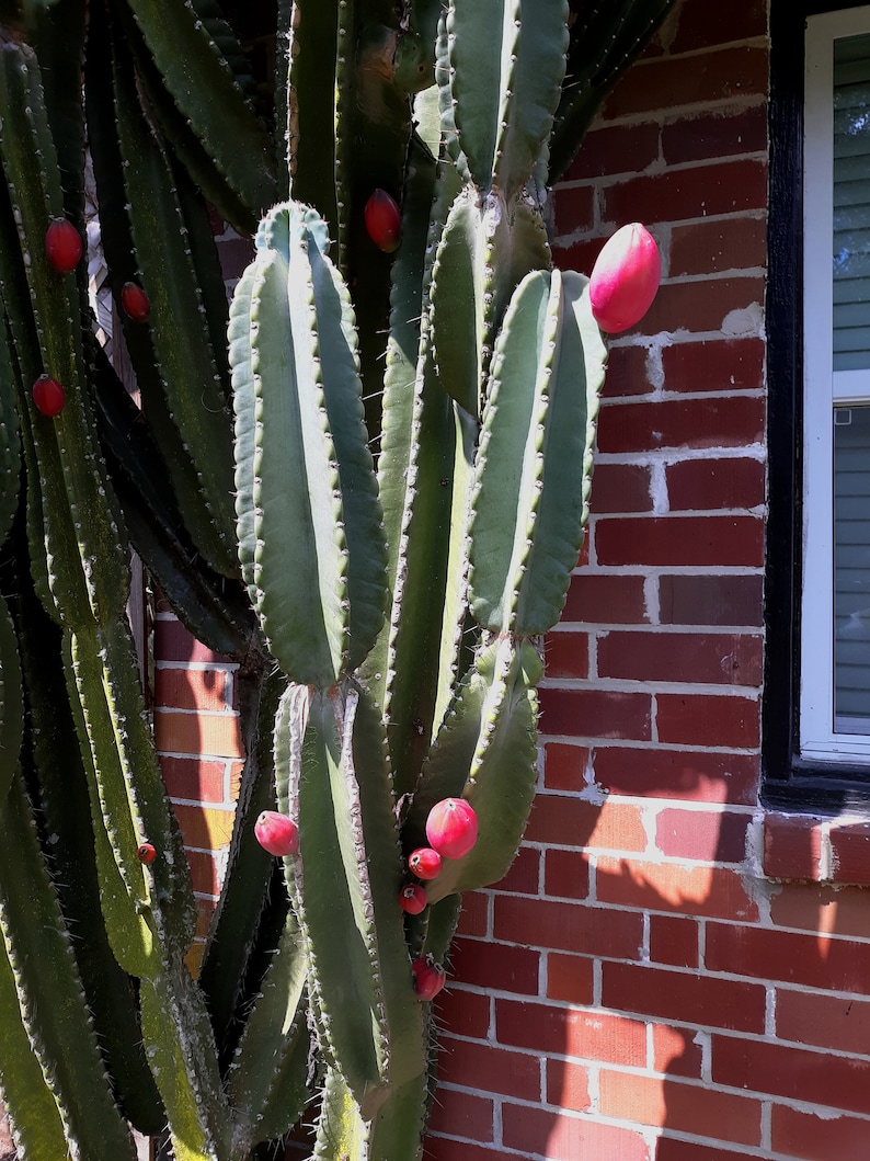 Peruvian Apple Cactus Cereus repandus 10 Seeds Free US | Etsy