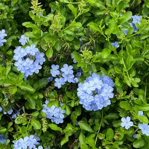 Plumbago Cape Leadplant Plumbago auriculata 20 Seeds USA Company image 2