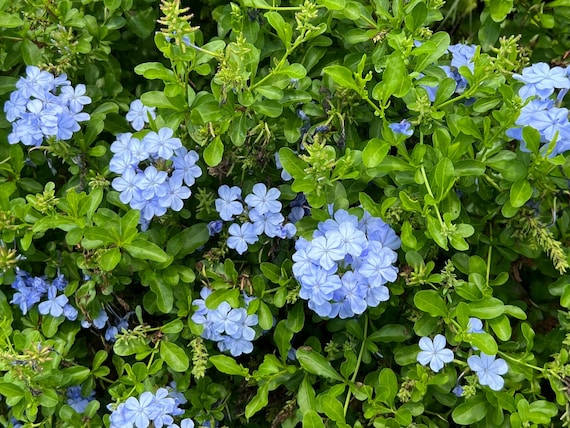 Plumbago Cape Leadplant Plumbago auriculata 20 種子 - Etsy 日本