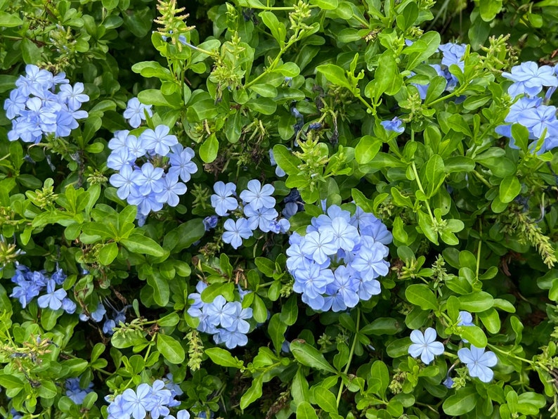 Plumbago Cape Leadplant Plumbago auriculata 20 Seeds USA Company image 2