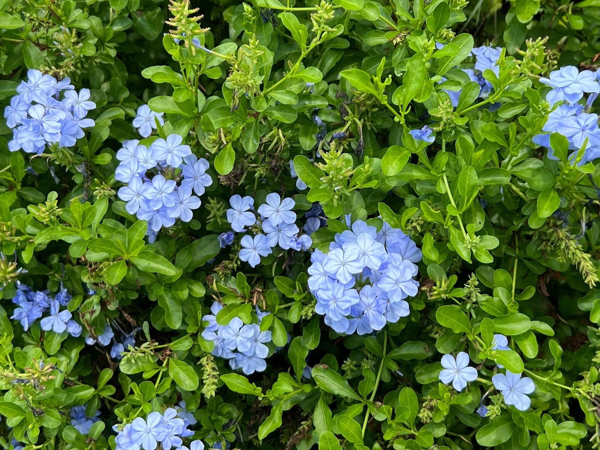 ルドゥーテ プルンバゴ「Plumbago caerulea」 額縁絵