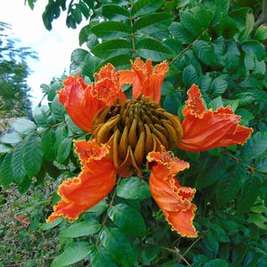 African Tulip Tree  100 Seeds  Spathodea campanulata
