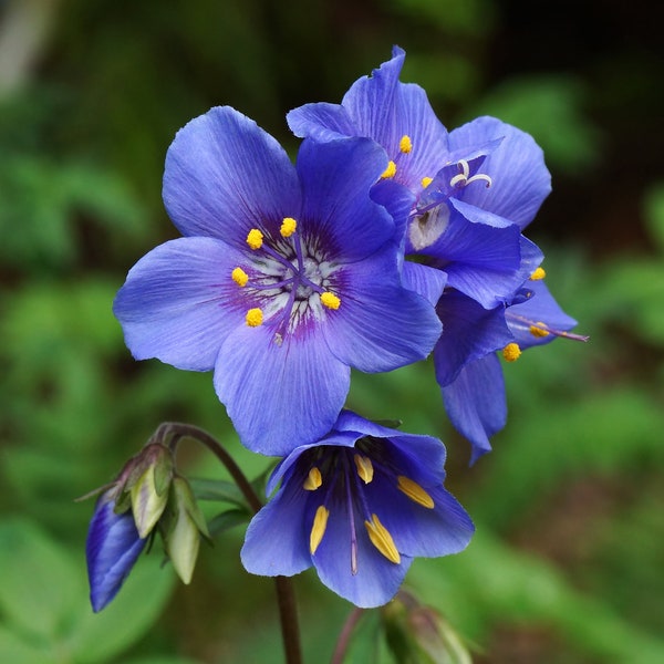 Jacob's Ladder   Polemonium caerulum   500 Seeds  USA Company