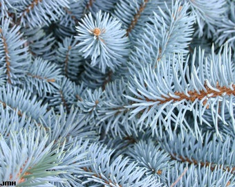 Blue Spruce   Picea pungens   100 Seeds  USA Company