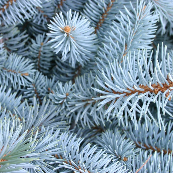 Blue Spruce   Picea pungens   500 Seeds  USA Company