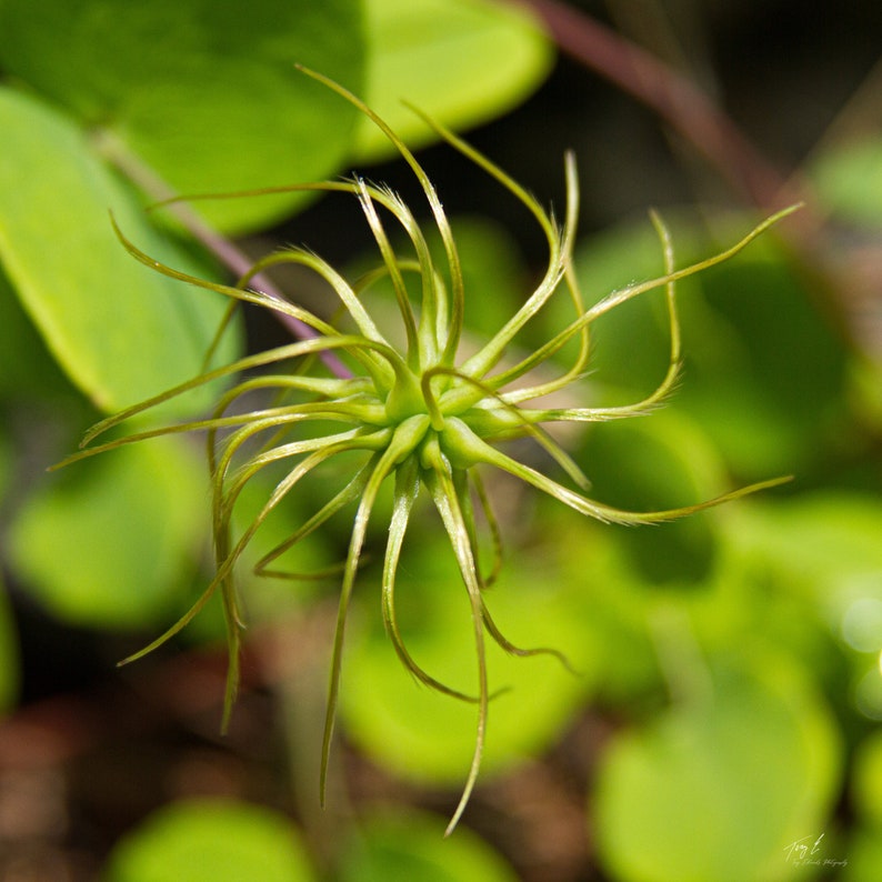 Pink Leather Flower Clematis glaucophylla 50 Seeds USA Company image 5