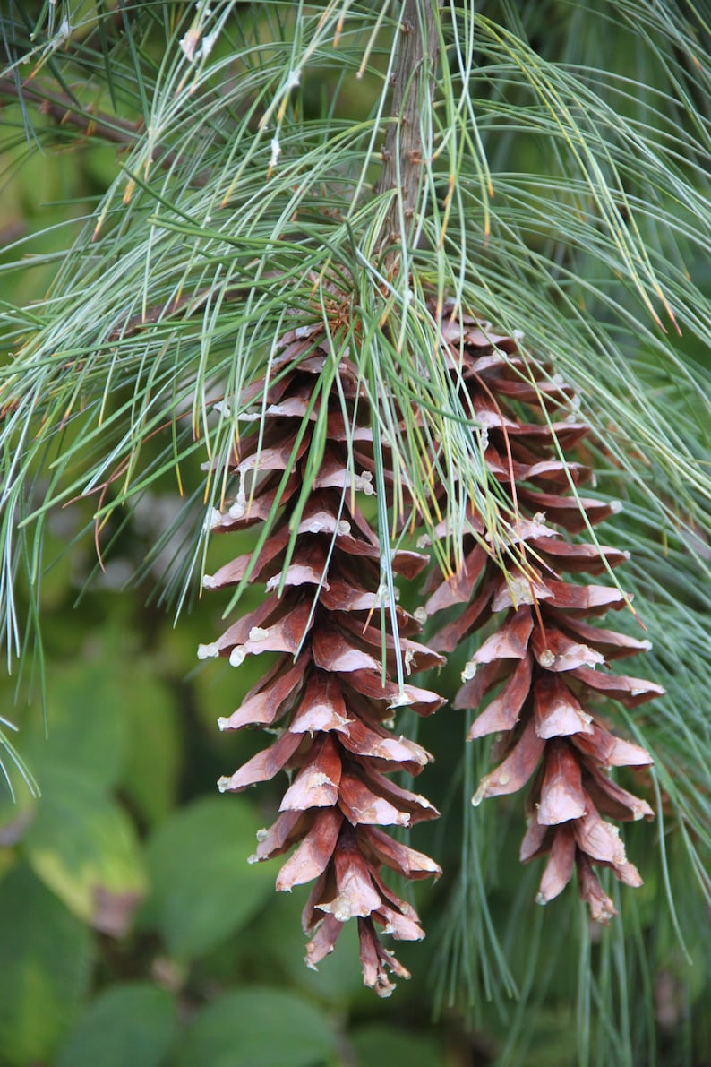 Eastern White Pine Pinus strobus 20 Seeds USA Company image 1