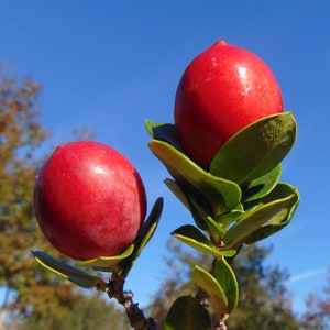 Natal Plum   Carissa macrocarpa  20 Seeds  USA Company