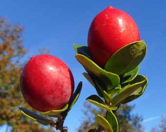 Natal Plum   Carissa macrocarpa  20 Seeds  USA Company