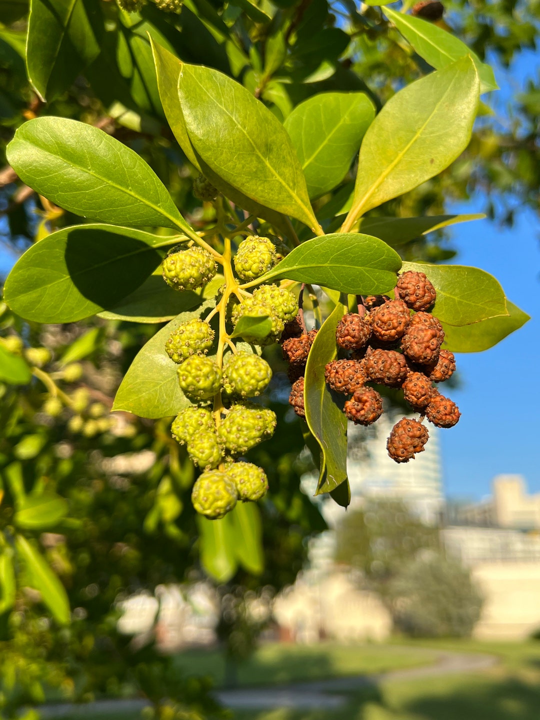 Green Buttonwood Conocarpus Erectus 50 Seeds USA Company Etsy
