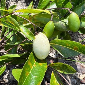 Gopher Apple  Licania michauxii  10 Seeds