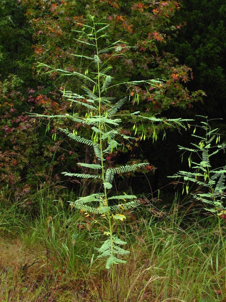 Bagpod Sesbania vesicaria 20 Seeds USA Company image 5