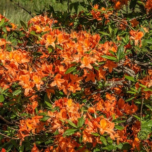 Flame Azalea Rhododendron calendulaceum 20 Seeds USA Company image 2