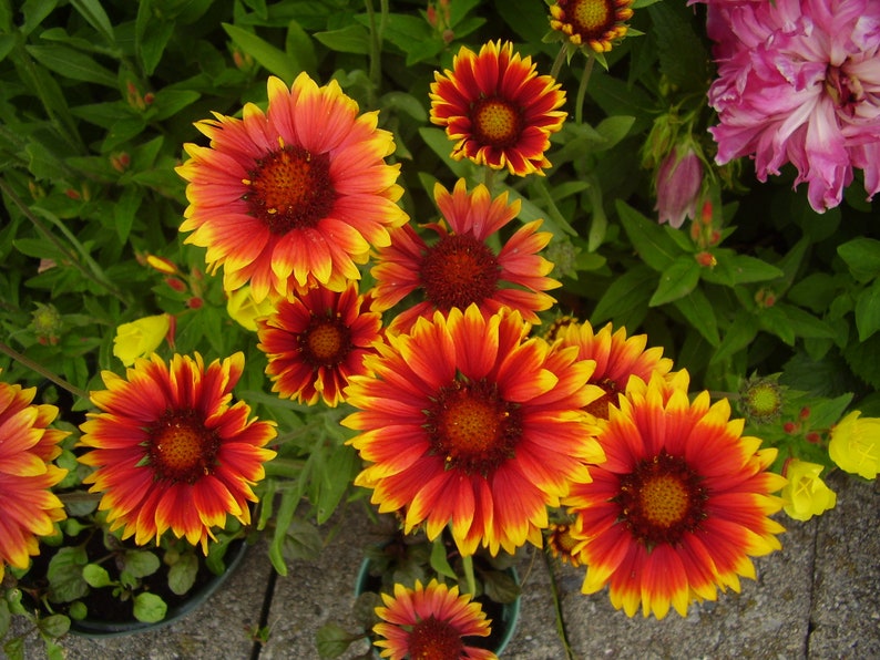Blanket Flower Gaillardia x grandiflora Organic 10 Seeds Etsy
