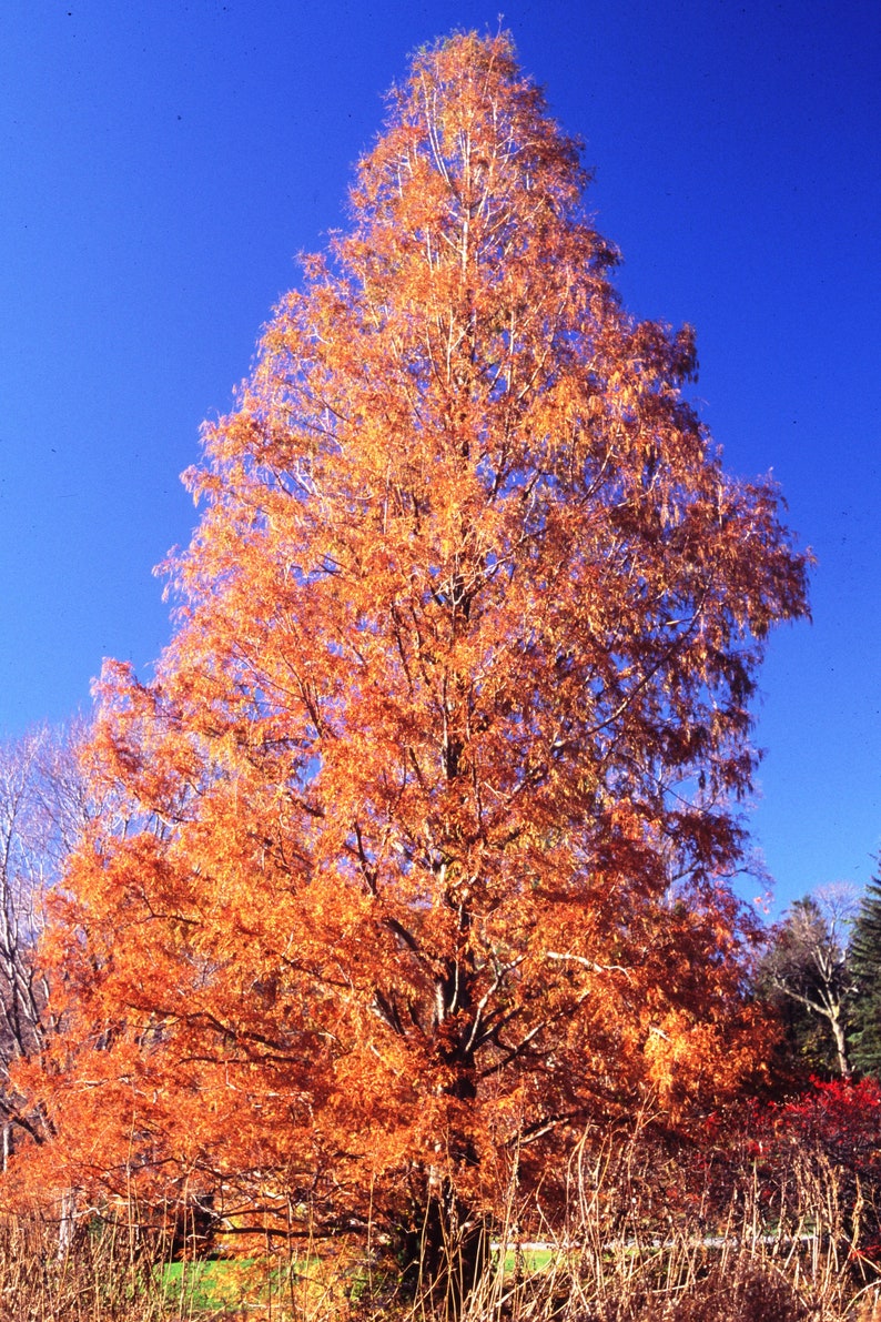 Séquoia rouge Metasequoia glyptostroboides 200 Seeds USA Company image 5