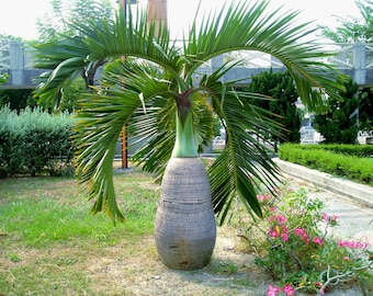 Bottle Palm   Hyophorbe lagenicaulis  10 Seeds  USA Company