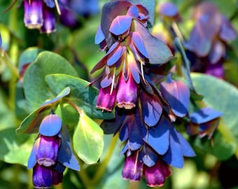 Plant de crevettes bleues Cerinthe major 50 Seeds USA Company