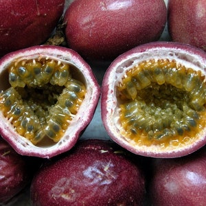 Passion Fruit Purple Granadilla Passiflora edulis 100 Seeds USA Company image 4