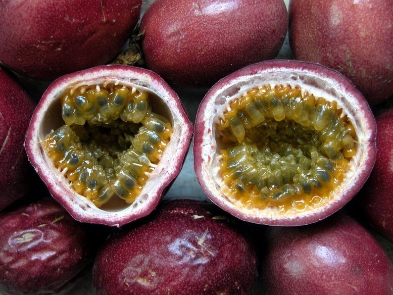 Passion Fruit Purple Granadilla Passiflora edulis 100 Seeds USA Company image 4