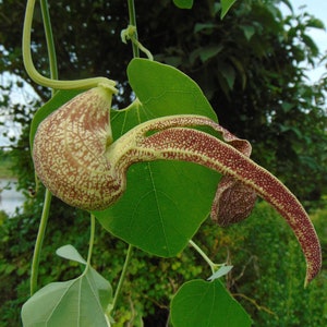 Mottled Dutchmans Pipe   Aristolochia labiata  20 Seeds