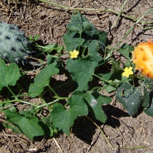 Horned Melon Kiwano Cucumis metuliferus 20 Seeds USA Company image 5