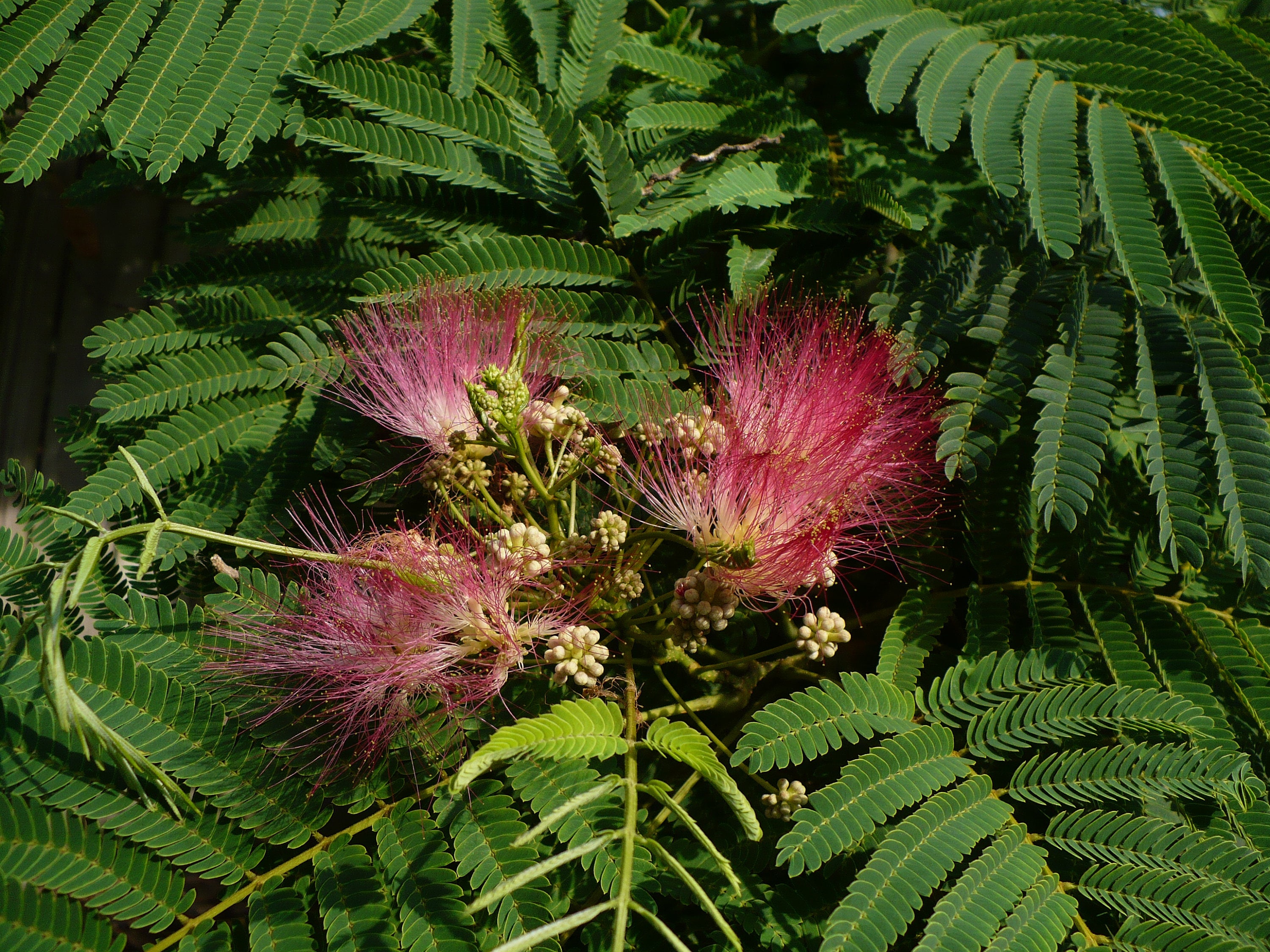 Silk Tree Mimosa julibrissin 100 Seeds — R&B Floridaseeds