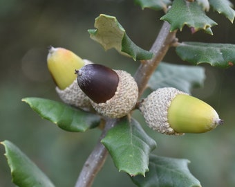 Holly Oak  Holm Oak  Quercus ilex  10 Seeds  USA Company