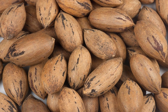 Pecan Carya illinoinensis 10 Seeds Free US Shipping Pecan Carya illinoinensis 10 Seeds Free US Shipping