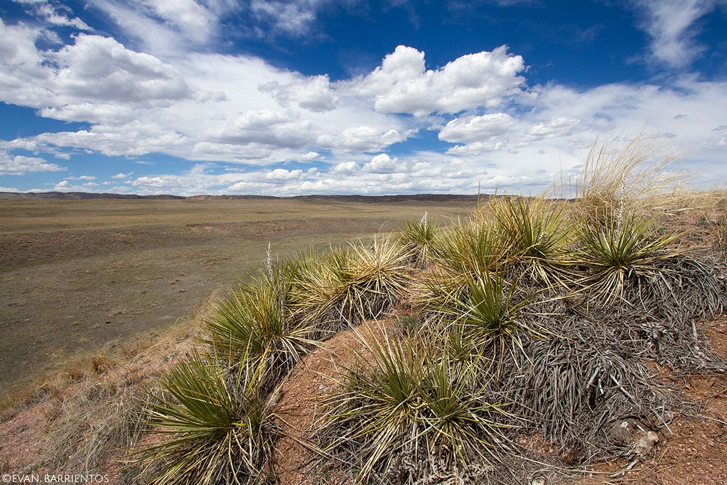 Soapweed Yucca Great Plains Yucca Yucca Glauca 10 Seeds free Etsy