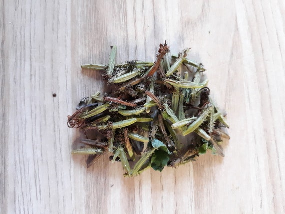 ルドゥーテ プルンバゴ「Plumbago caerulea」　額縁絵 ルドゥーテ 複製画 額縁