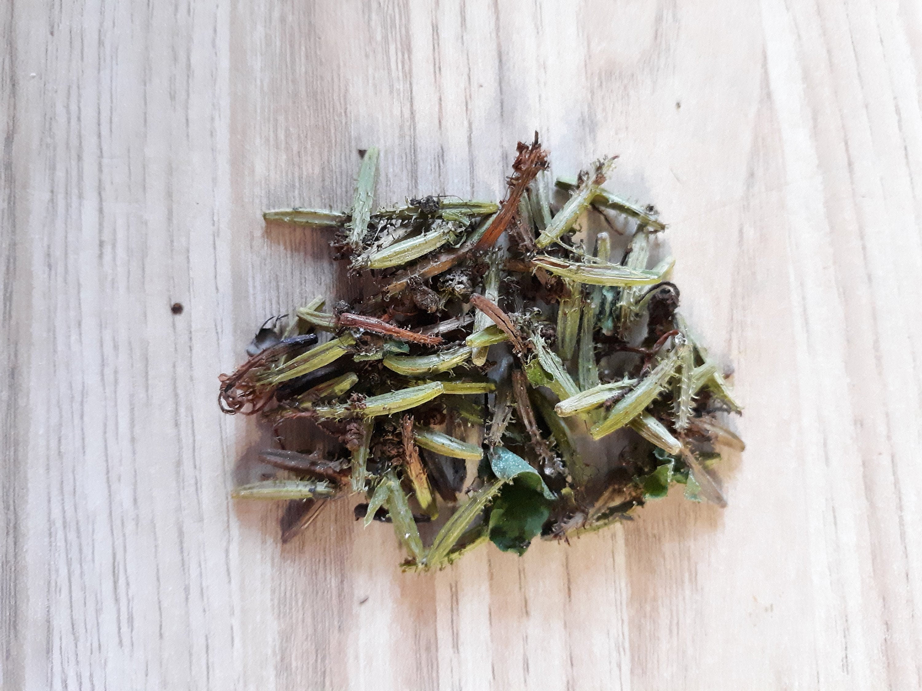 Plumbago Cape Leadplant Plumbago auriculata 20 種子 - Etsy 日本