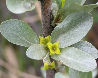 Silverberry Eleaeagnus cummutata 50 graines États-Unis