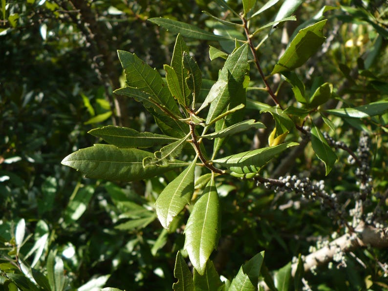 bayberry wax myrtle bayberry wax myrtle