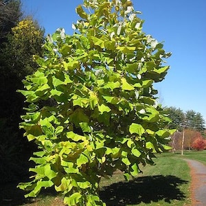 Bigleaf Magnolia Magnolia macrophylla 10 Seeds USA Company image 9