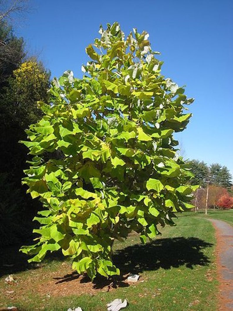 Bigleaf Magnolia Magnolia macrophylla 10 Seeds USA Company image 9