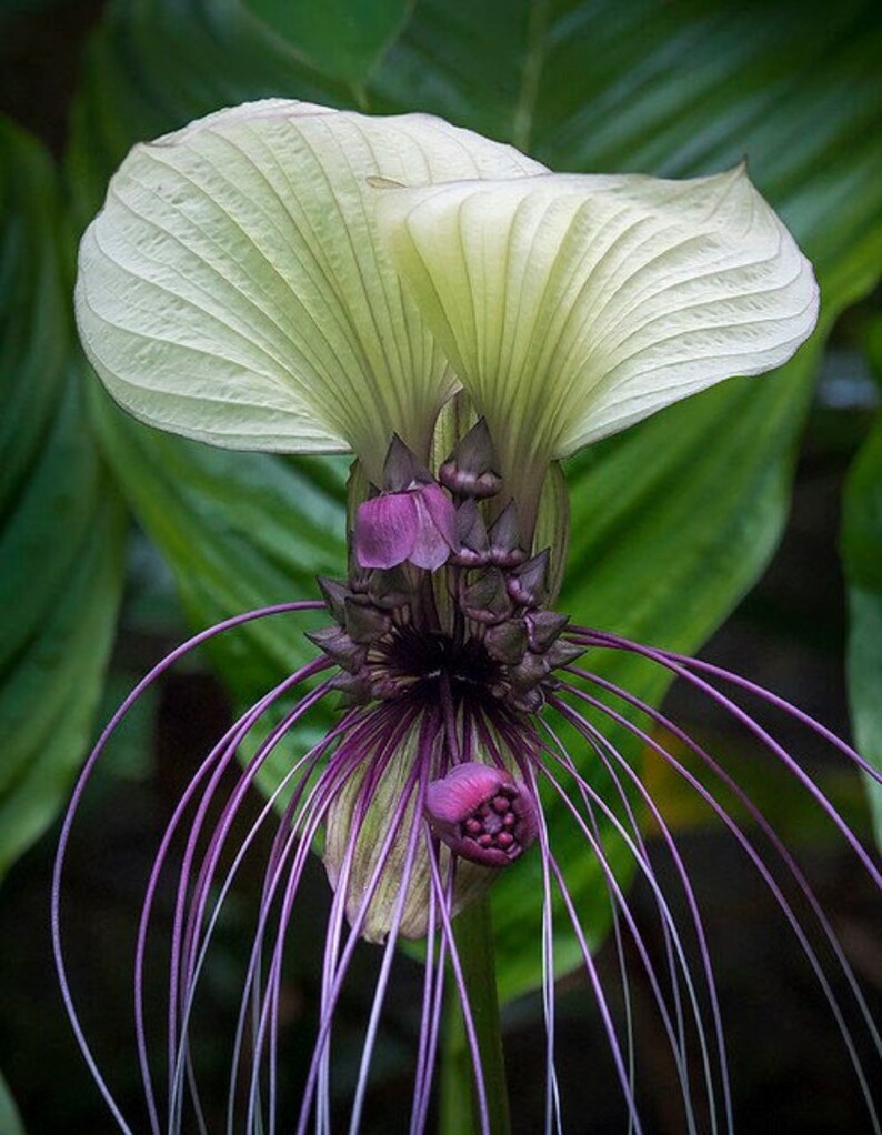White Bat Flower Tacca Integrifolia 20 Seeds Etsy