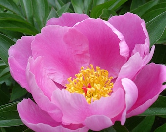 Chinese Peony Paeonia Lactiflora 10 Seeds - Etsy