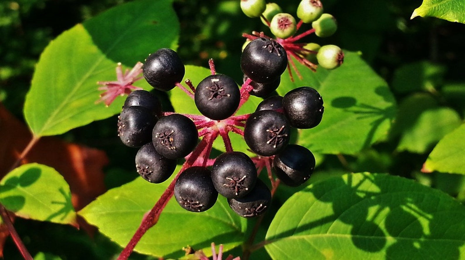 Devil's Walking Stick Aralia Spinosa 10 Seeds free US Etsy