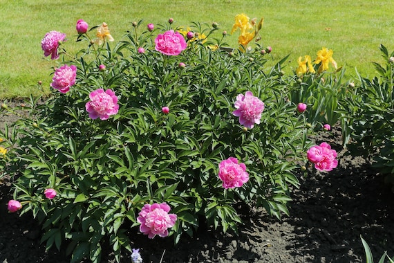 Paeonia lactiflora 'Celebrity' – Fieldstone Gardens Inc