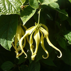 Perfume Tree   Ylang-Ylang   Cananga odorata   20 Seeds
