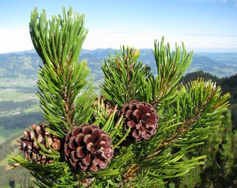 Mugo Pine   Mountain Pine   Pinus mugo   20 Seeds  USA Company